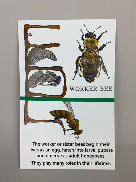 Bee Zine by Angela Roell, They Keep Bees, with art by Brie Cosman