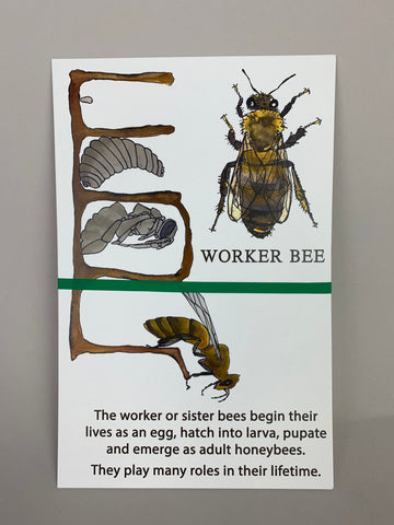 Bee Zine by Angela Roell, They Keep Bees, with art by Brie Cosman