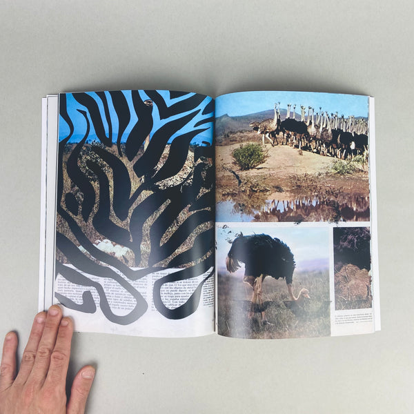 Stripes by Sarah Crowner